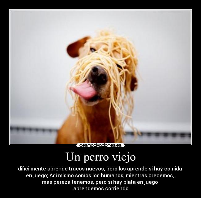 Un perro viejo -
