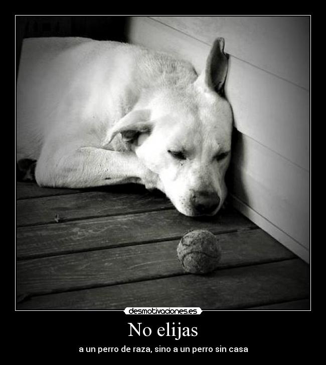 No elijas - a un perro de raza, sino a un perro sin casa