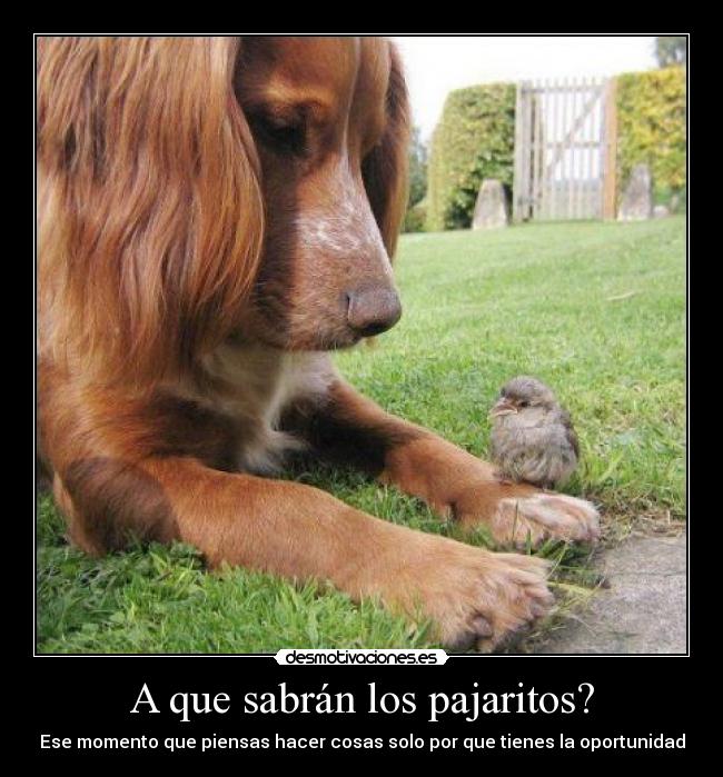 A que sabrán los pajaritos? - Ese momento que piensas hacer cosas solo por que tienes la oportunidad