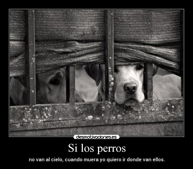 Si los perros -