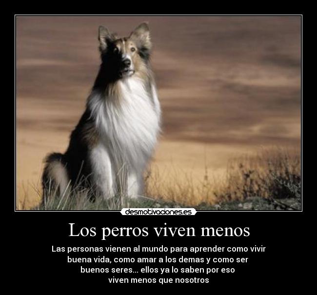 Los perros viven menos - 