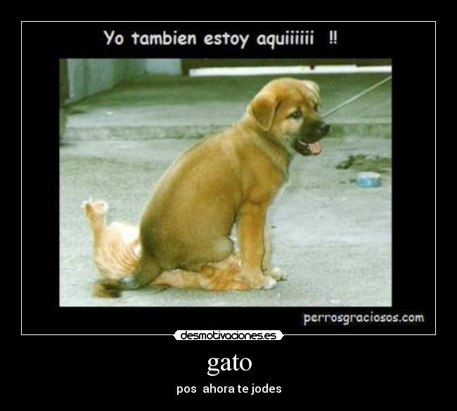 gato - pos ahora te jodes