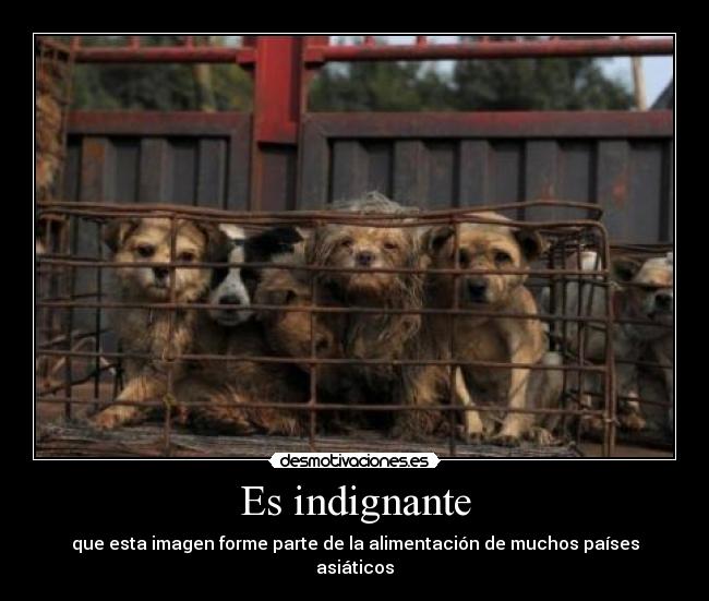 carteles indignante perros comida desmotivaciones