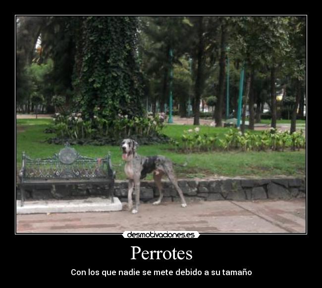 Perrotes - Con los que nadie se mete debido a su tamaño