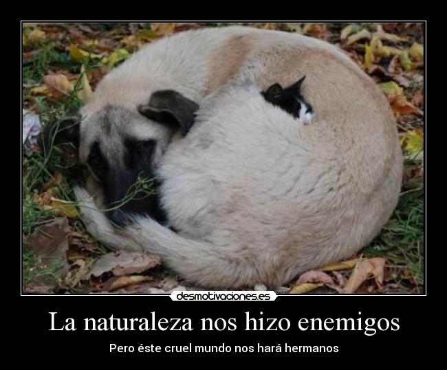 carteles naturaleza perro gatosnaturaleza desmotivacion desmotivaciones