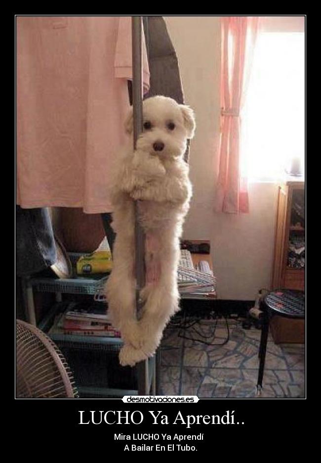 LUCHO Ya Aprendí.. - 