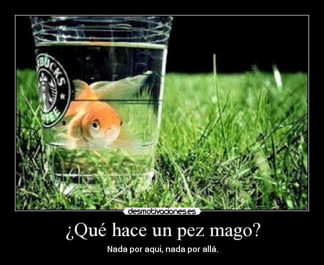 ¿Qué hace un pez mago? - Nada por aqui, nada por allá.