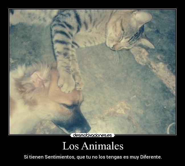 Los Animales - Si tienen Sentimientos, que tu no los tengas es muy Diferente.