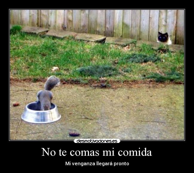 carteles comida gatoscontra ardilla desmotivaciones