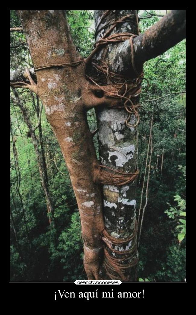 ¡Ven aquí mi amor! -