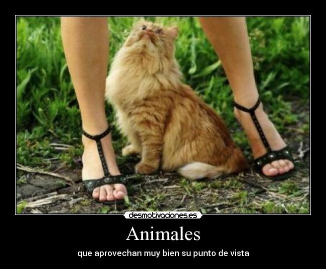 Animales -