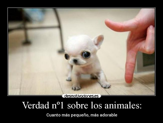 Verdad nº1 sobre los animales: - Cuanto más pequeño, más adorable