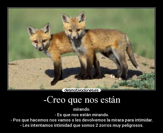 -Creo que nos están - mirando.
- Es que nos están mirando.
- Pos que hacemos nos vamos o les devolvemos la mirara para intimidar.
- Les intentamos intimidad que somos 2 zorros muy peligrosos.
