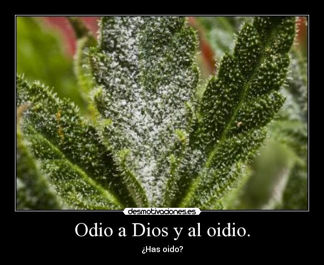 Odio a Dios y al oidio. - ¿Has oido?
