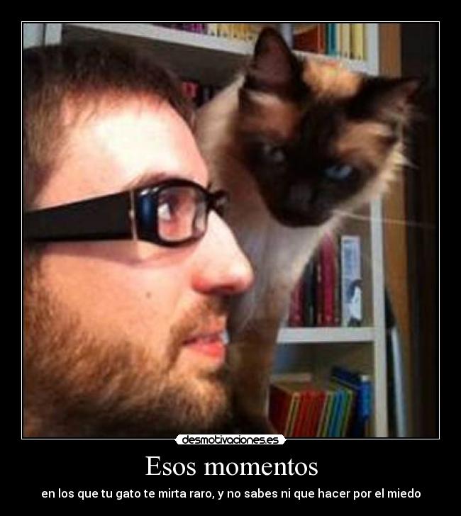 Esos momentos - en los que tu gato te mirta raro, y no sabes ni que hacer por el miedo