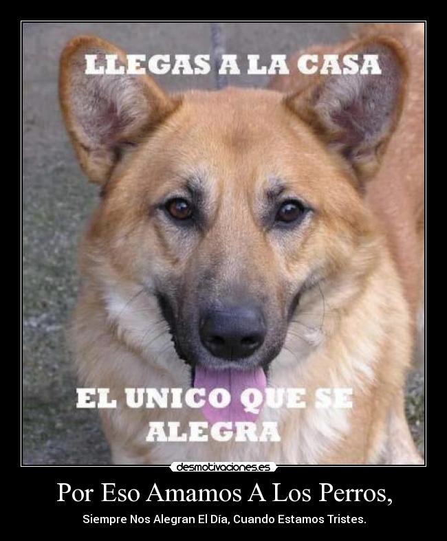 carteles amo ami perro ustedes desmotivaciones