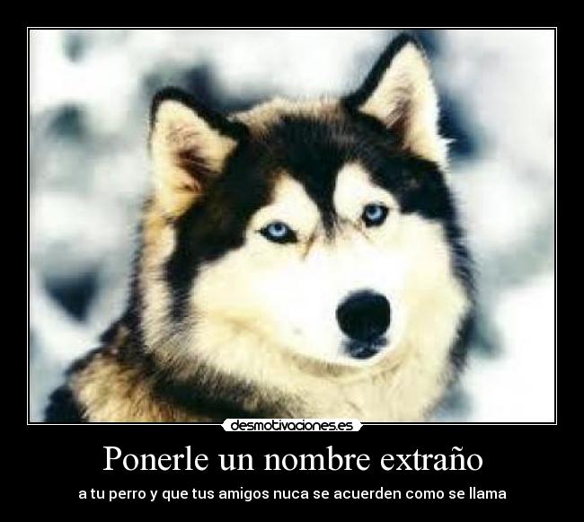 Ponerle un nombre extraño - a tu perro y que tus amigos nuca se acuerden como se llama