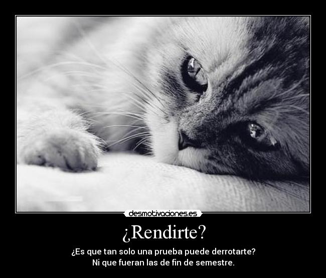 carteles gato intruders crazyclub clanreyleon rendirce opcion desmotivaciones