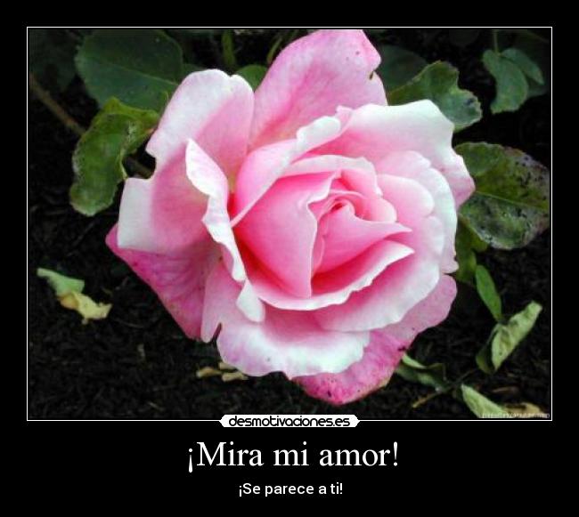 ¡Mira mi amor! - ¡Se parece a ti!