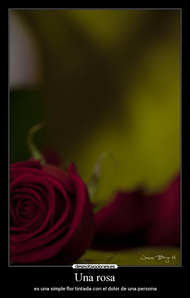 Una rosa - es una simple flor tintada con el dolor de una persona