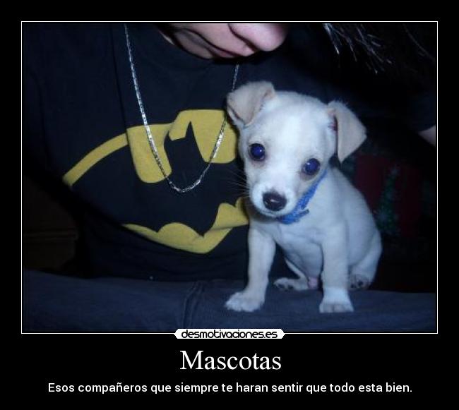 Mascotas - Esos compañeros que siempre te haran sentir que todo esta bien.