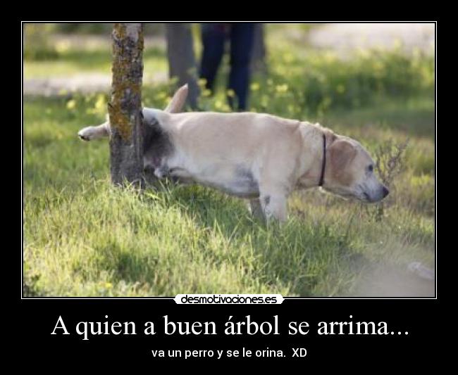 A quien a buen árbol se arrima... - 