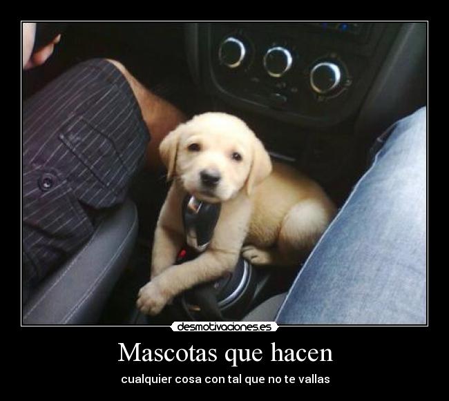 Mascotas que hacen - cualquier cosa con tal que no te vallas