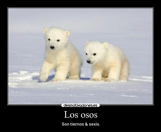 carteles osos son tiednos sepsis carteles vickyb desmotivaciones