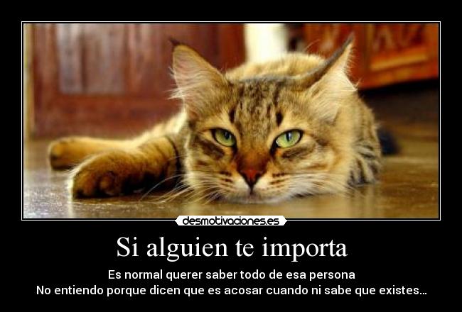 carteles gato intruders crazyclub clanreyleon que cosas desmotivaciones