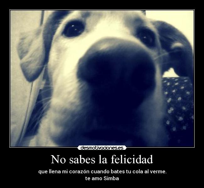 No sabes la felicidad - que llena mi corazón cuando bates tu cola al verme.
te amo Simba
