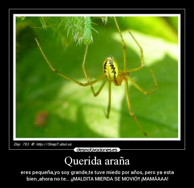 Querida araña - eres pequeña,yo soy grande,te tuve miedo por años, pero ya esta
bien.,ahora no te... ¡¡MALDITA MIERDA SE MOVIÓ!! ¡MAMÁAAA!