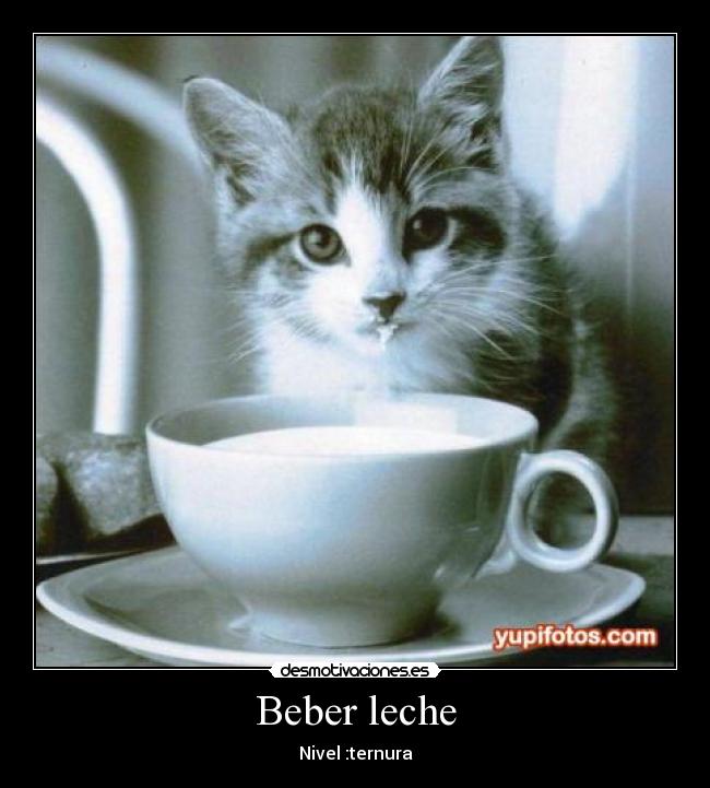 Beber leche - Nivel :ternura