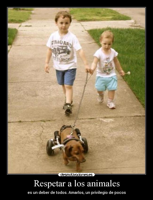 Respetar a los animales - 