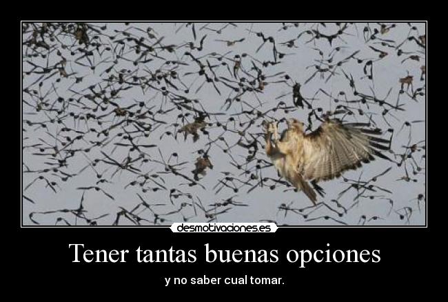 Tener tantas buenas opciones -