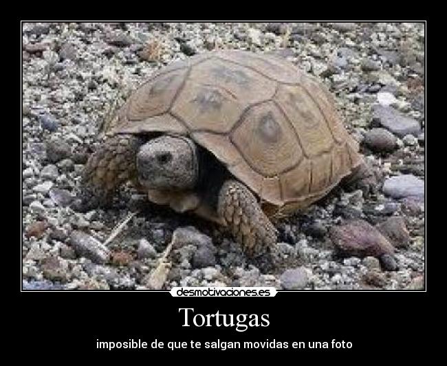 Tortugas - imposible de que te salgan movidas en una foto