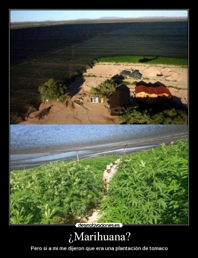 ¿Marihuana? - 