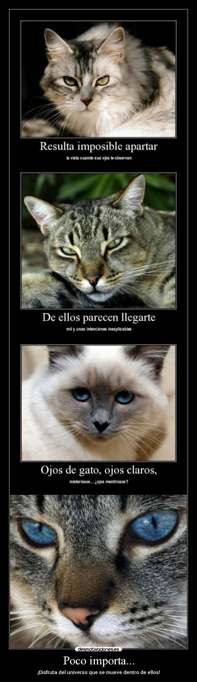 carteles noalmaltratoanimal desmotivaciones