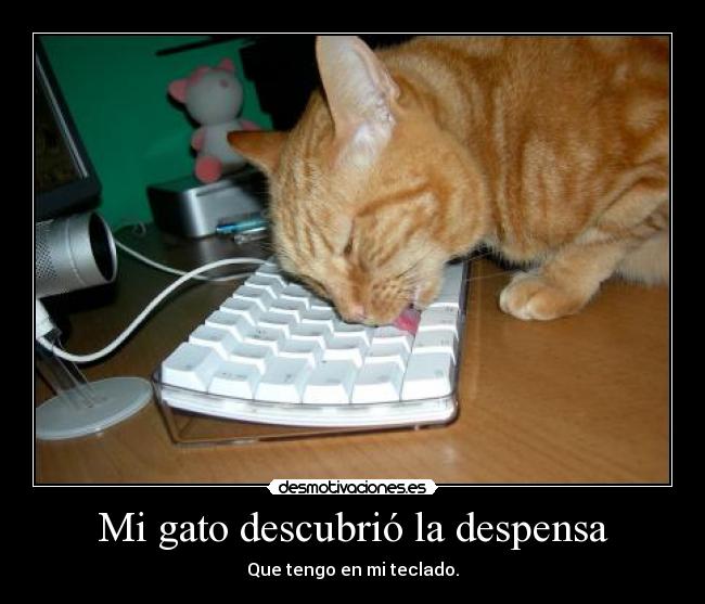 Mi gato descubrió la despensa - 