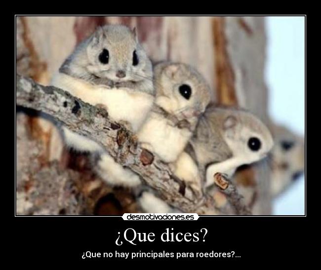 ¿Que dices? - 