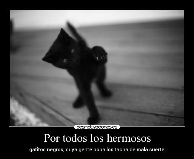 carteles gatos negros desmotivaciones
