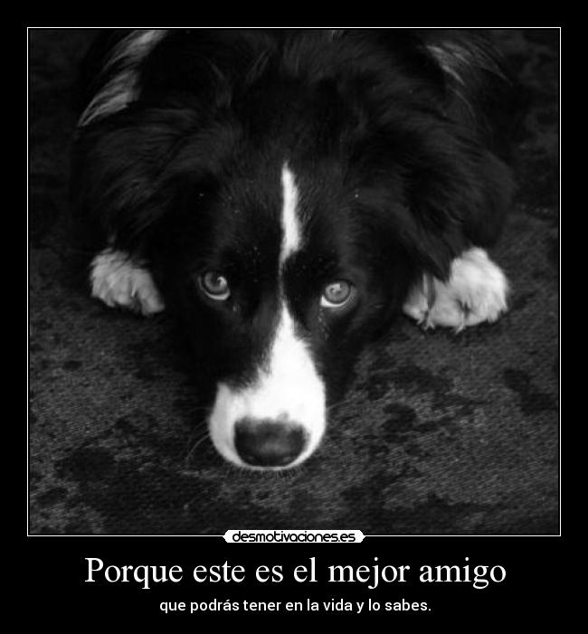 Porque este es el mejor amigo -