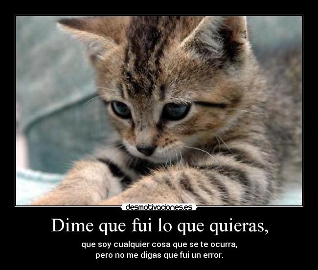 carteles gatito desmotivaciones