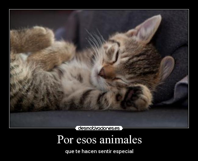 Por esos animales - que te hacen sentir especial