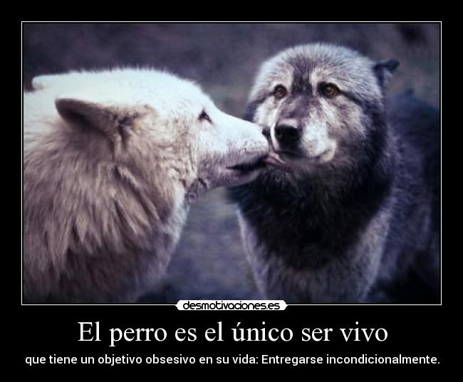 El perro es el único ser vivo -