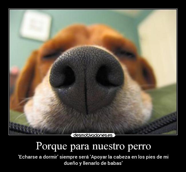 Porque-para-nuestro-perro