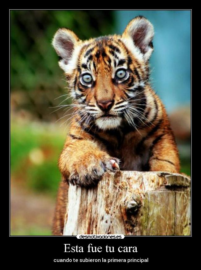 Esta fue tu cara - cuando te subieron la primera principal