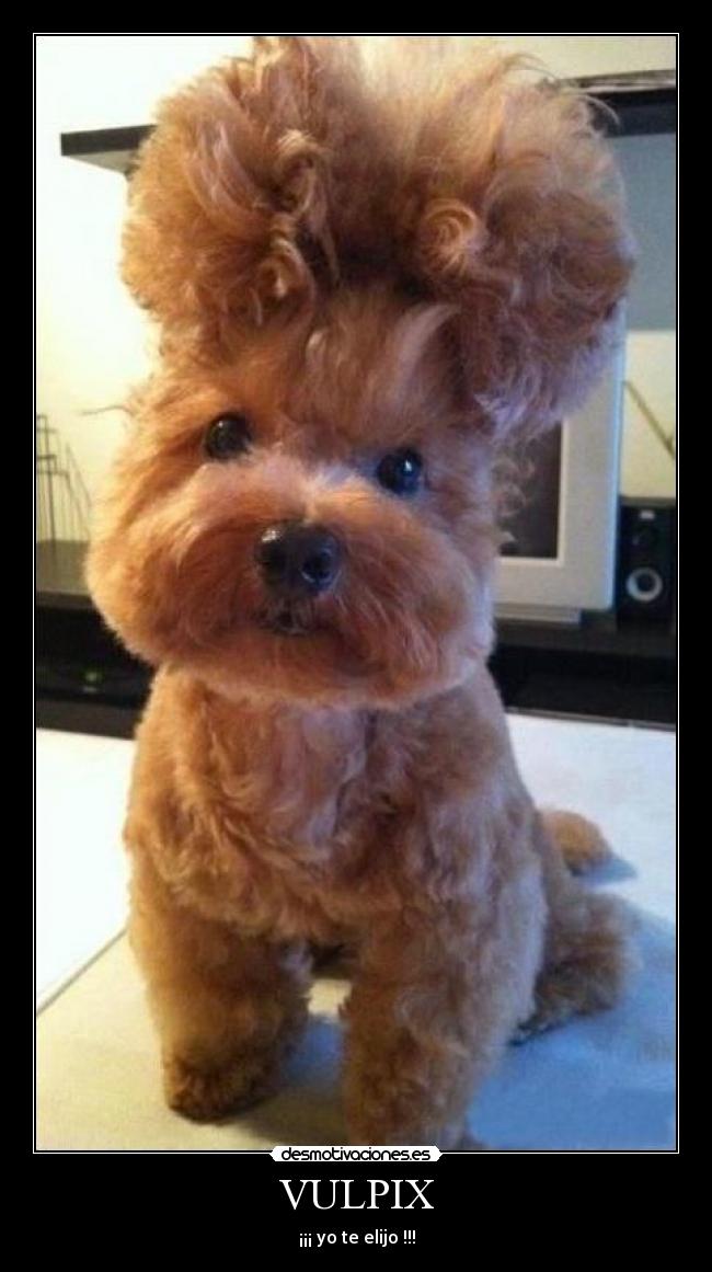 VULPIX - ¡¡¡ yo te elijo !!!