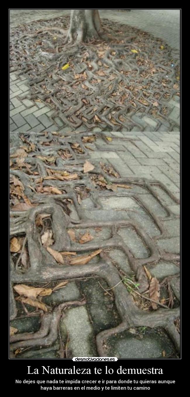 La Naturaleza te lo demuestra - No dejes que nada te impida crecer e ir para donde tu quieras aunque
haya barreras en el medio y te limiten tu camino