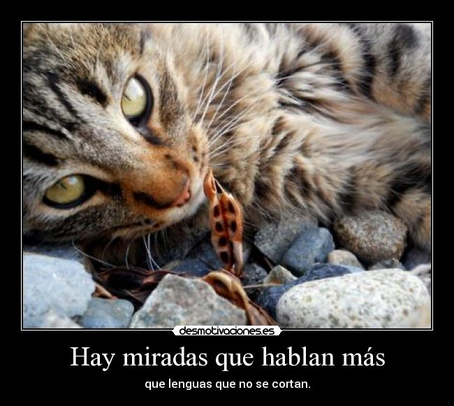 Hay miradas que hablan más - que lenguas que no se cortan.