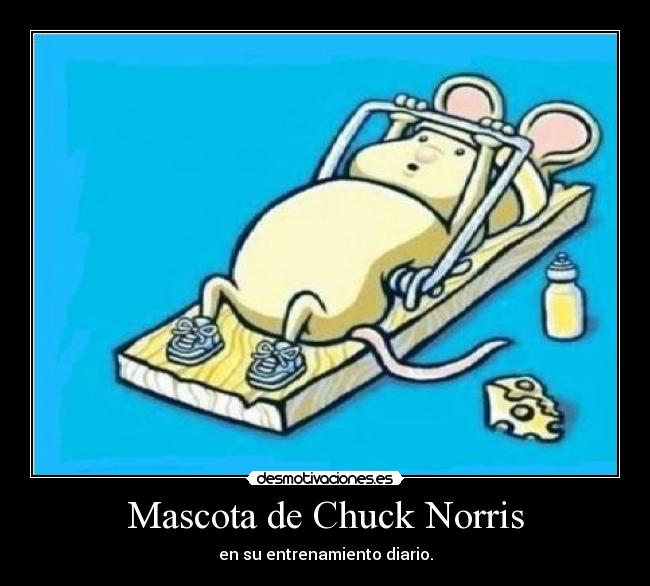 Mascota de Chuck Norris - en su entrenamiento diario.